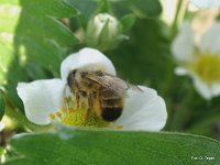 Murarka na truskawce 4